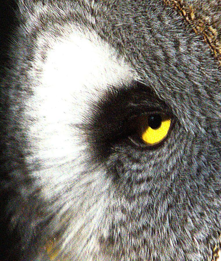 Owl eye - Colin Bailey